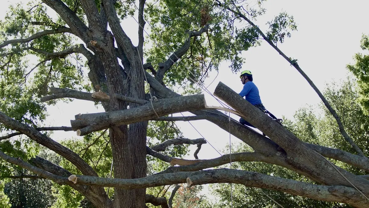 Professional Crown Thinning performed by certified arborists in East Falmouth