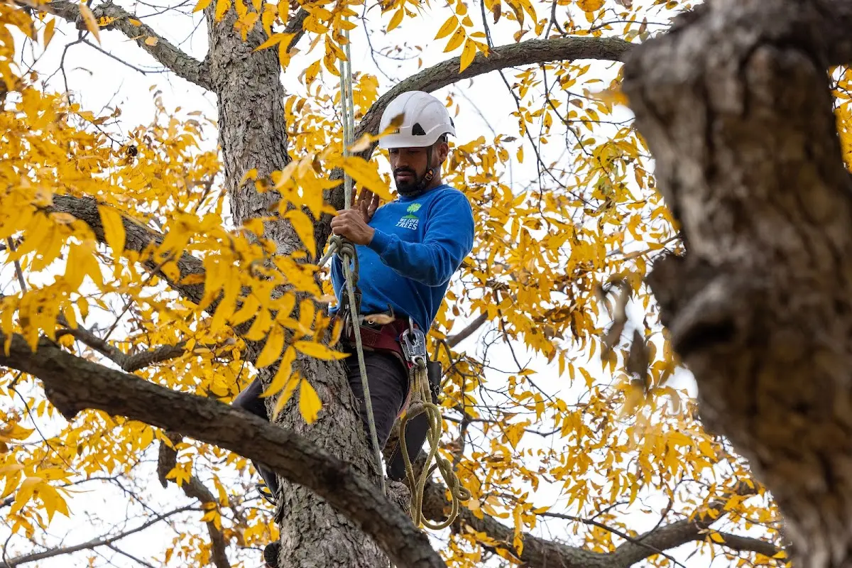 Skilled Storm Damage Cleanup crew working in East Falmouth